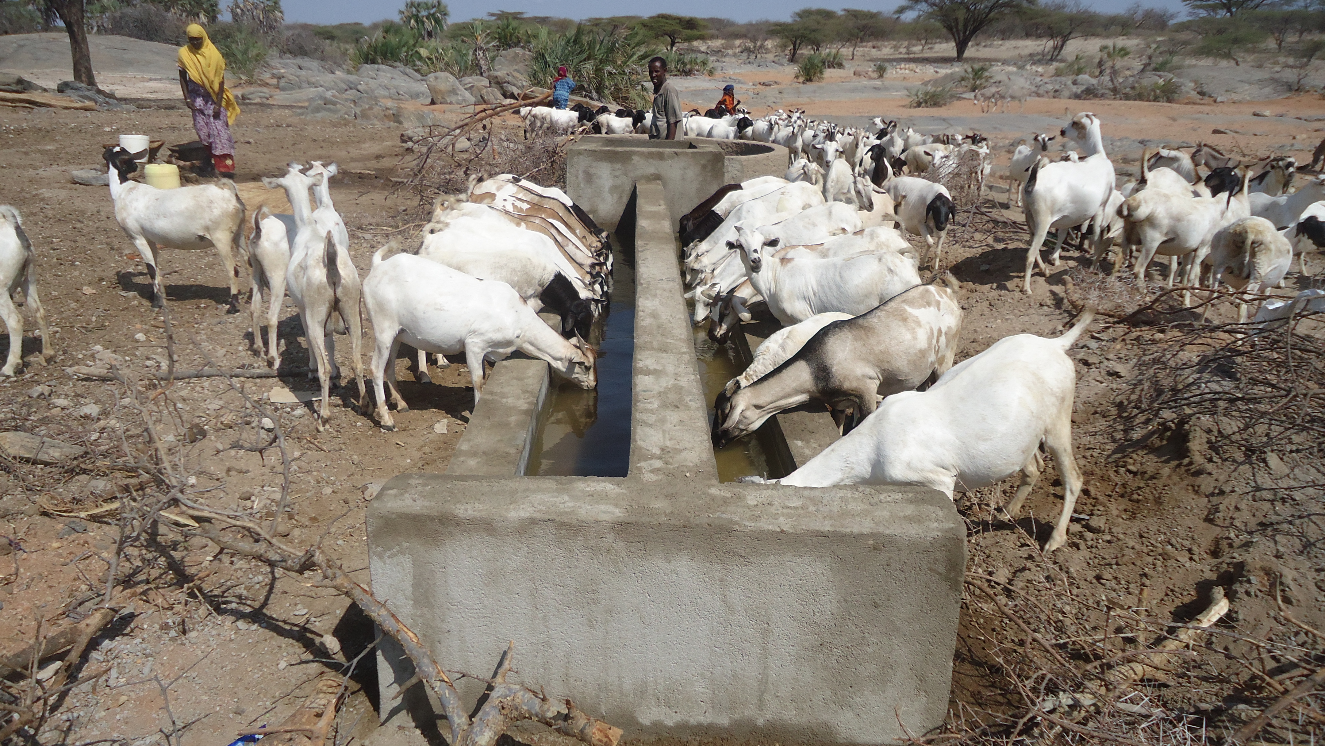 Shoats accessing water from the newly constructed trough in Tana location, Isiolo County