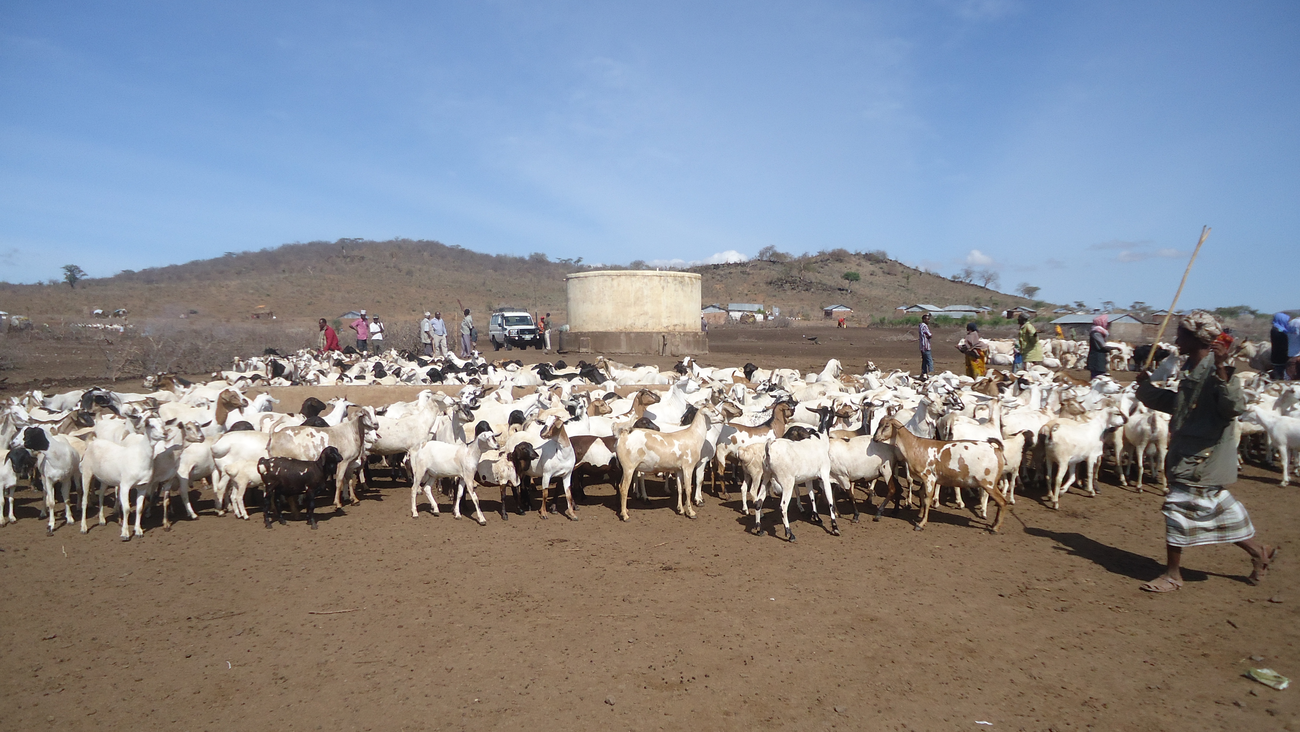 Livestock accessing water in Kulamawe location after construction of water trough and 50m3 concrete tank
