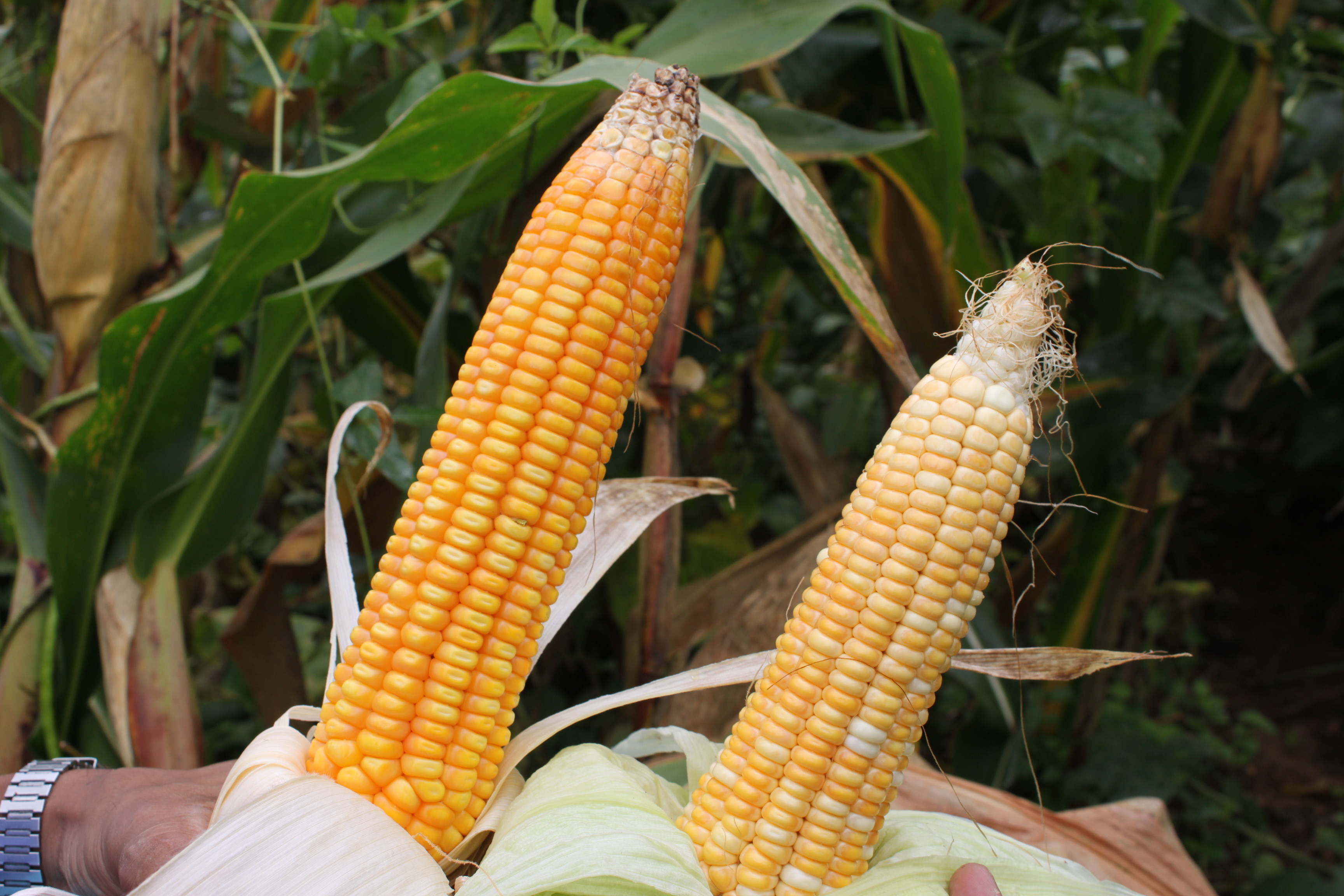 A project supported corn variety (left) and the traditional one