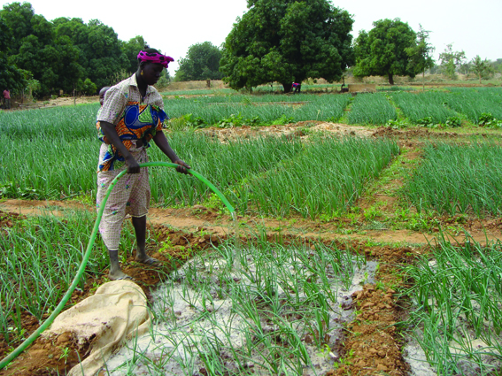 Agriculture is the main employment sector and income source throughout rural Burkina Faso