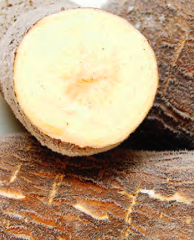 Biofortified cassava root