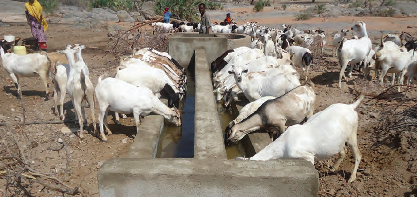 Shoats accessing water from the newly constructed trough in Tana location, Isiolo County