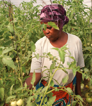 Smallholder agriculture in Zambia
