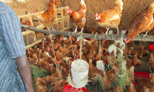 Poultry farming, Nyamagabe district, South Zone, Rwanda