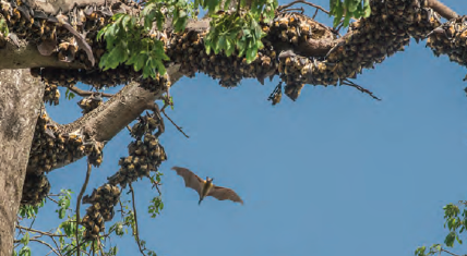 Fruit bats of the Pteropodidae family are considered natural Ebola virus hosts