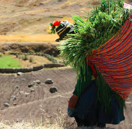 A andean woman climbs down a steep mountain to reach the piece of land where her animals graze