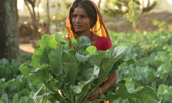 A farmer in her her recently harvested cauliflower garden in Bhagwanpur, Nepal