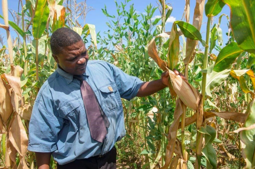 A head teacher at Milola primary school admiries a maize crop in the school garden, 2017
