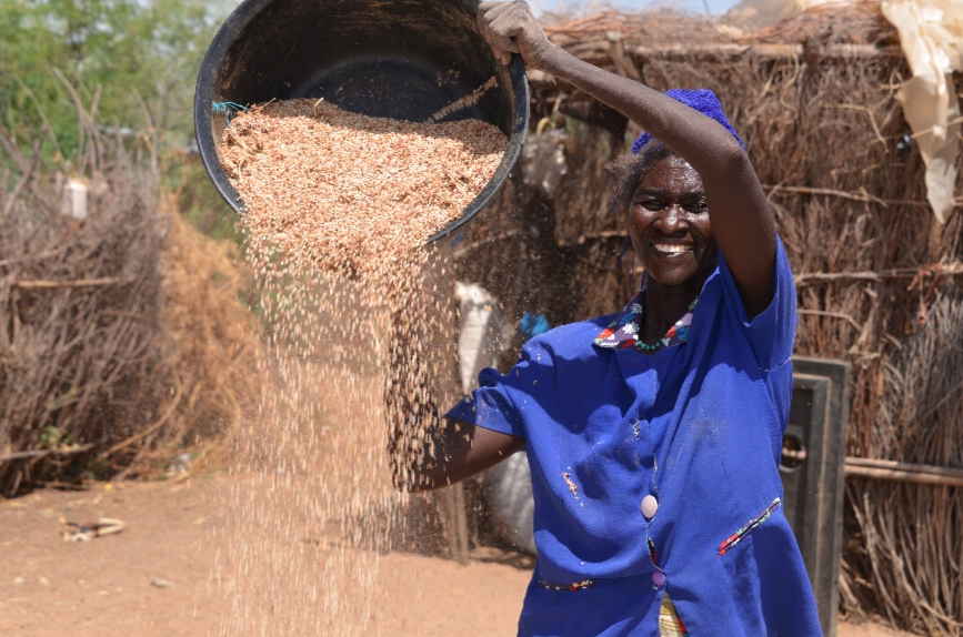 A woman collects grain from sorghum plants in Turkana, Kenya, 2013