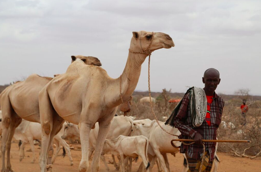 Camels and cattle being led in the drought-stricken Somali Region of Ethiopia, 2017
