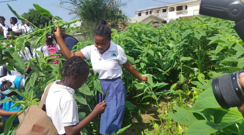 Classes vertes à l'école d'Okala, Libreville