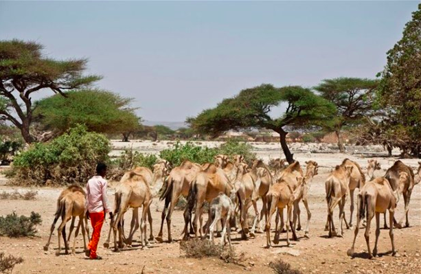 A camel herder walks behind his herd near the town of Ainabo, Somalia, March 2017