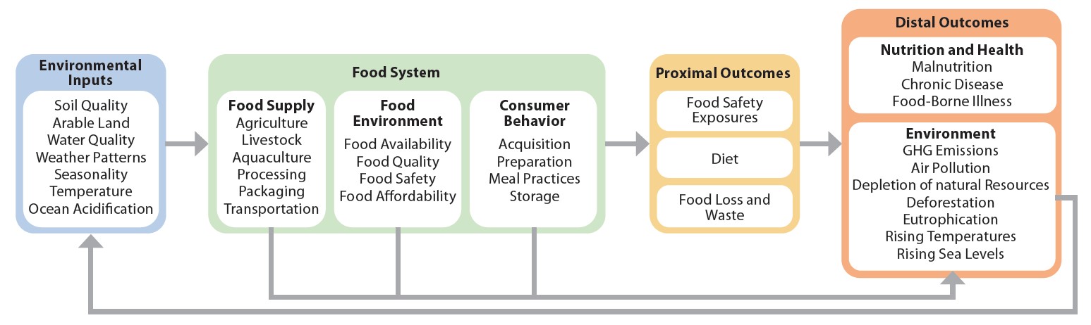 Food systems and the environment for nutrition. A diagram shows the flow between environmental inputs, food system, proximal outcomes and distal outcomes