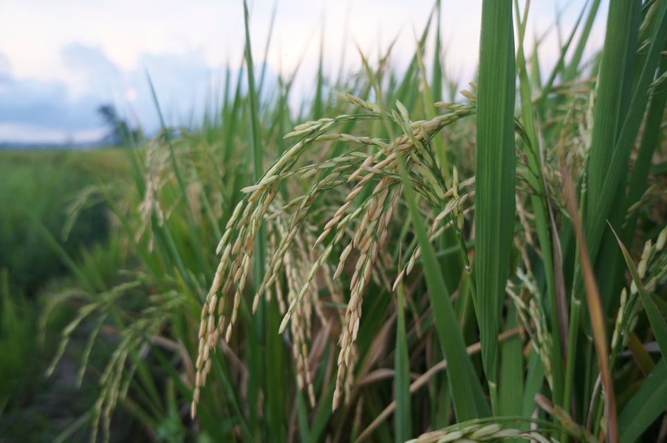 Photo of a rice paddy in the Philippines, 2014