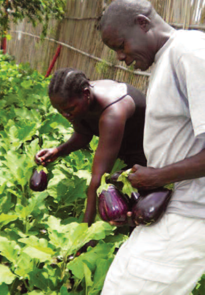 Harvesting eggplants from NIPP kitchen garden in Ulang County, South Sudan