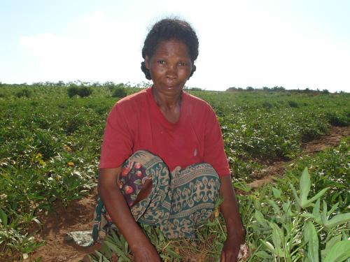 FB sweet potato and cassava crops Andahive Madagascar