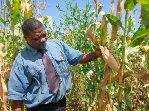 FB a head teacher at Milola primary school admires a maize crop in the school garden 2017