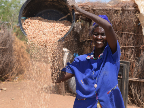 FB a woman collects grain from sorghum plants in Turkana Kenya