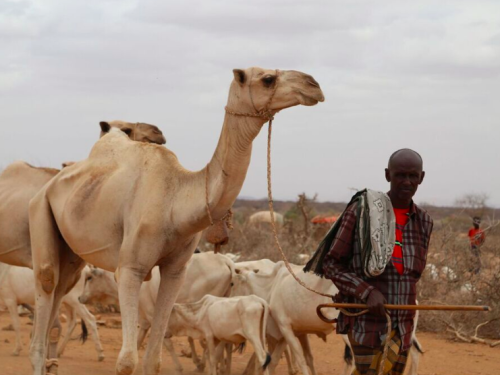 FB camels and cattle being led in the drought stricken Somali region of Ethiopia 2017