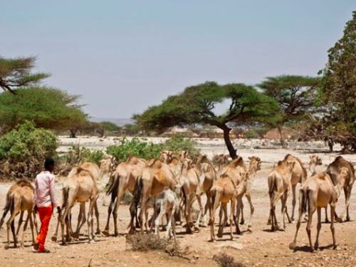 FB a camel herder walks behing his herd near the town of Ainabo Somalia March 2017