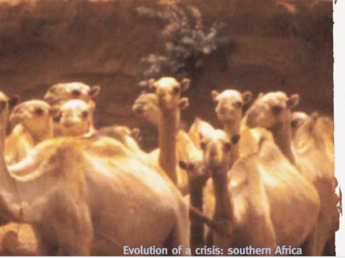 Front cover image shows a group of camels