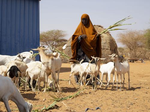  A woman feeding goats in Somalia