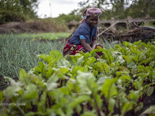 A displaced woman tends to her thriving vegetable patch, Mozambique