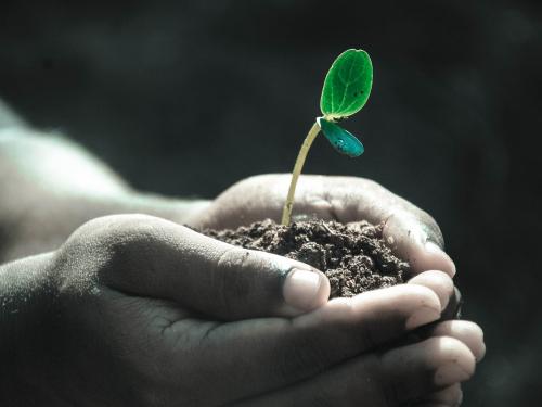 Hands cupping soil with a plant growing inside. Credit Pixabay/Pexels