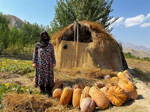 A woman stands in front of a grass hut with multiple large pumpkins on the ground