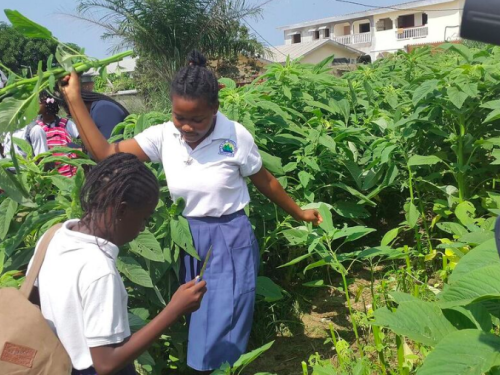 Green Classes at Okala school in Libreville