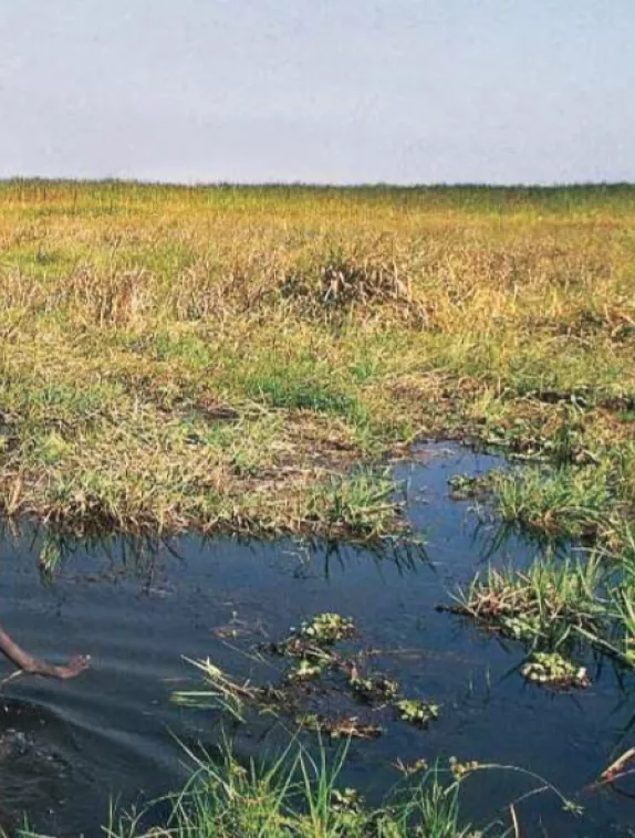 Front cover image shows a young child wading through water wasteland