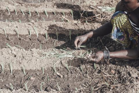 Woman planting crops in Burkina Faso