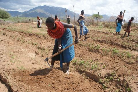 Kenyan farmers in a field