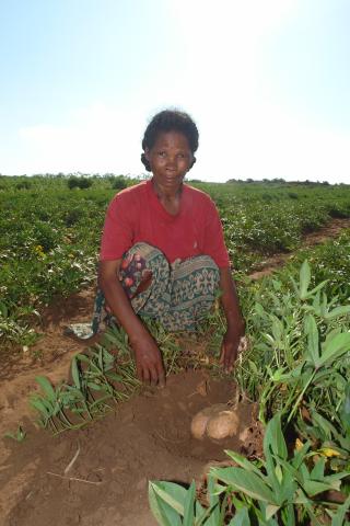 Sweet potato and cassava crops Andahive Madagascar