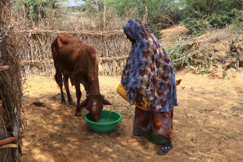 A woman giving water to a cow