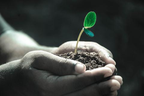 Hands cupping soil with a plant growing inside. Credit Pixabay/Pexels