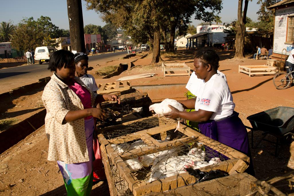 Members of Chimankhuku Women's Poultry Club, selling chickens at their local market. Malawi